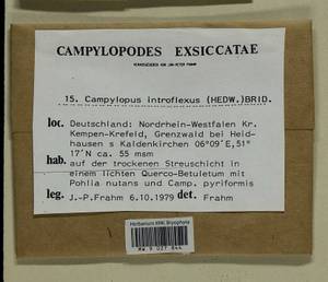 Campylopus introflexus (Hedw.) Brid., Гербарий мохообразных, Мхи - Западная Европа (BEu) (Германия)
