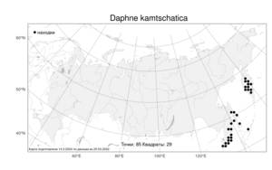 Daphne kamtschatica, Волчеягодник камчатский Maxim., Атлас флоры России (FLORUS) (Россия)