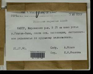 Dicranum laevidens R.S. Williams, Гербарий мохообразных, Мхи - Якутия (B19) (Россия)