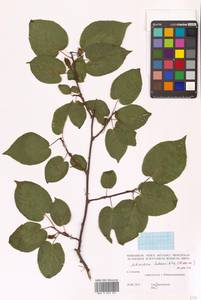 Актинидия коломикта (Maxim. & Rupr.) Maxim., Сибирь, Дальний Восток (S6) (Россия)