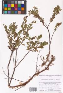 Хамедафна обыкновенная, Болотный мирт (L.) Moench, Восточная Европа, Северный район (E1) (Россия)