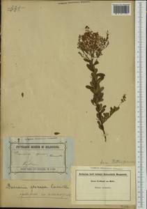 Bursaria spinosa, Австралия и Океания (AUSTR) (Австралия)