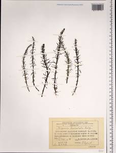 Hippuris ×lanceolata Retz., Сибирь, Центральная Сибирь (S3) (Россия)