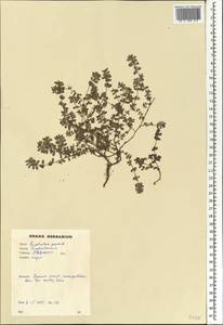 Euphorbia prostrata Aiton, Африка (AFR) (Гана)