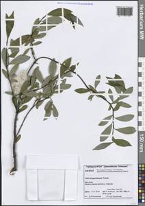 Ива боганидская Trautv., Сибирь, Центральная Сибирь (S3) (Россия)