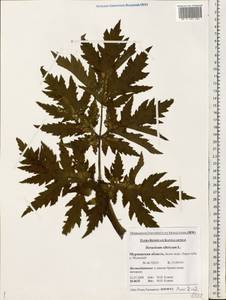 Heracleum sphondylium subsp. sibiricum (L.) Simonk., Восточная Европа, Северный район (E1) (Россия)