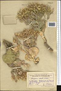 Lepidium robustum (Pavlov) Al-Shehbaz, Средняя Азия и Казахстан, Западный Тянь-Шань и Каратау (M3) (Казахстан)