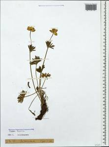 Anemonastrum narcissiflorum subsp. chrysanthum (Ulbr.) Raus, Кавказ, Грузия (K4) (Грузия)