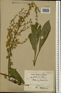 Verbascum oreophilum K. Koch, Кавказ, Армения (K5) (Армения)