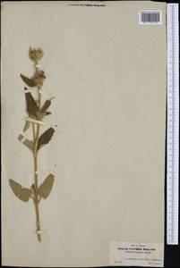 Phlomis purpurea L., Западная Европа (EUR) (Испания)