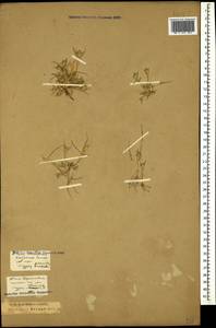 Sporobolus schoenoides (L.) P.M.Peterson, Кавказ, Краснодарский край и Адыгея (K1a) (Россия)