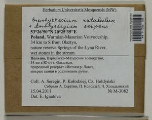 Brachythecium rutabulum (Hedw.) Schimp., Гербарий мохообразных, Мхи - Западная Европа (BEu) (Польша)