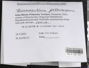Dichodontium pellucidum (Hedw.) Schimp., Гербарий мохообразных, Мхи - Дальний Восток (без Чукотки и Камчатки) (B20) (Россия)