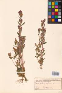 Gentianella amarella subsp. amarella, Восточная Европа, Московская область и Москва (E4a) (Россия)