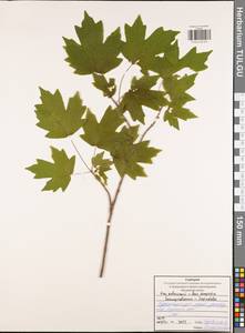 Клен полевой, Клен равнинный L., Восточная Европа, Центральный район (E4) (Россия)