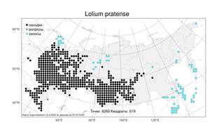 Lolium pratense (Huds.) Darbysh., Атлас флоры России (FLORUS) (Россия)