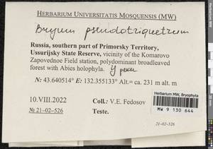 Ptychostomum pseudotriquetrum (Hedw.) J.R. Spence & H.P. Ramsay, Гербарий мохообразных, Мхи - Дальний Восток (без Чукотки и Камчатки) (B20) (Россия)