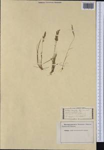 Avellinia festucoides (Link) Valdés & H.Scholz, Западная Европа (EUR) (Неизвестно)