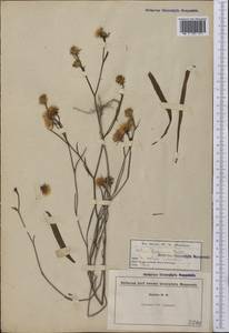 Symphyotrichum tenuifolium (L.) G. L. Nesom, Америка (AMER) (США)