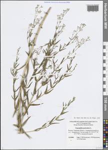 Качим метельчатый L., Восточная Европа, Северо-Западный район (E2) (Россия)