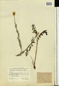 Klasea radiata subsp. radiata, Восточная Европа, Северо-Украинский район (E11) (Украина)