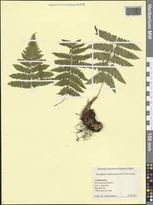 Щитовник картузианский, Щитовник шартрский (Vill.) H.P.Fuchs, Кавказ, Азербайджан (K6) (Азербайджан)