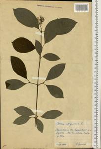 Cornus sanguinea subsp. sanguinea, Восточная Европа, Московская область и Москва (E4a) (Россия)