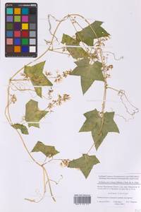 Эхиноцистис дольчатый (Michx.) Torr. & A.Gray, Восточная Европа, Московская область и Москва (E4a) (Россия)