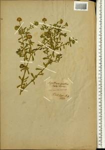 Amellus alternifolius subsp. alternifolius, Африка (AFR) (Германия)