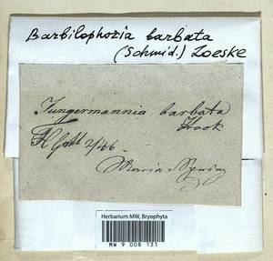 Barbilophozia barbata (Schmidel ex Schreb.) Loeske, Гербарий мохообразных, Мхи - Западная Европа (BEu) (Германия)