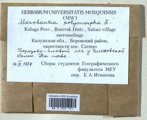 Marchantia polymorpha L., Гербарий мохообразных, Мхи - Центральное Нечерноземье (B6) (Россия)
