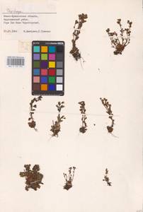 Камнеломка, Восточная Европа, Западно-Украинский район (E13) (Украина)