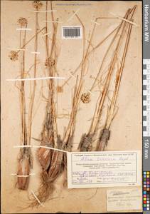 Allium talassicum Regel, Средняя Азия и Казахстан, Западный Тянь-Шань и Каратау (M3) (Казахстан)