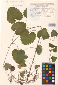 MHA 0 155 813, Будра плющевидная L., Восточная Европа, Центральный район (E4) (Россия)