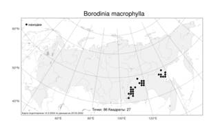 Borodinia macrophylla, Бородиния крупнолистная (Turcz.) O.E.Schulz, Атлас флоры России (FLORUS) (Россия)