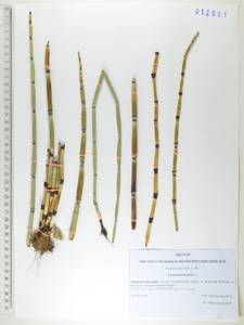 Хвощ зимующий L., Сибирь, Дальний Восток (S6) (Россия)