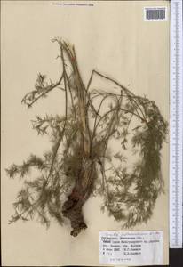 Ферула Федченко Koso-Pol., Средняя Азия и Казахстан, Памир и Памиро-Алай (M2) (Узбекистан)