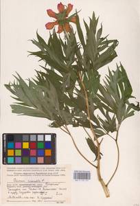 Пион уклоняющийся, Марьин корень L., Восточная Европа, Северный район (E1) (Россия)