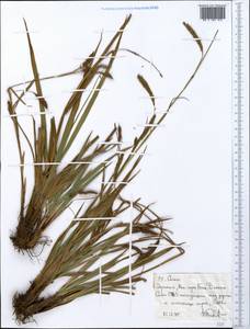 Осока, Африка (AFR) (Эфиопия)