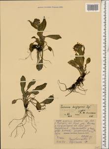 Tephroseris integrifolia subsp. primulifolia (Cufod.) Greuter, Кавказ, Северная Осетия, Ингушетия и Чечня (K1c) (Россия)
