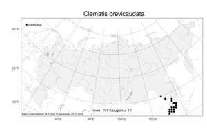 Clematis brevicaudata, Ломонос короткохвостый DC., Атлас флоры России (FLORUS) (Россия)