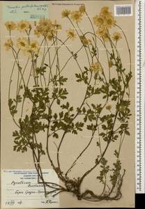 Tanacetum partheniifolium (Willd.) Sch. Bip., Кавказ, Южная Осетия (K4b) (Южная Осетия)