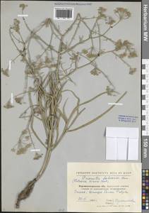 Резак обыкновенный Bernh., Восточная Европа, Северо-Украинский район (E11) (Украина)