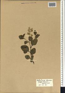 Crotalaria spectabilis Roth, Африка (AFR) (Сенегал)