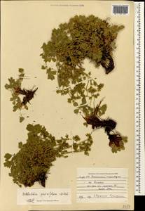 Сиббальдия мелкоцветковая Willd., Кавказ, Азербайджан (K6) (Азербайджан)