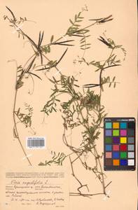 Горошек черный Ehrh., Сибирь, Дальний Восток (S6) (Россия)