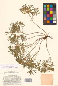 Молочай острый, Сибирь, Дальний Восток (S6) (Россия)