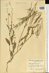 Brassica rapa subsp. sylvestris (L.) Janch., Восточная Европа, Московская область и Москва (E4a) (Россия)