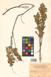 Спирея городчатая, Таволга городчатая L., Восточная Европа, Восточный район (E10) (Россия)