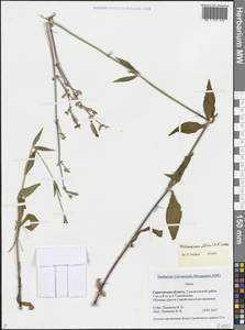 Дрема белая (Mill.) Greuter & Burdet, Восточная Европа, Нижневолжский район (E9) (Россия)